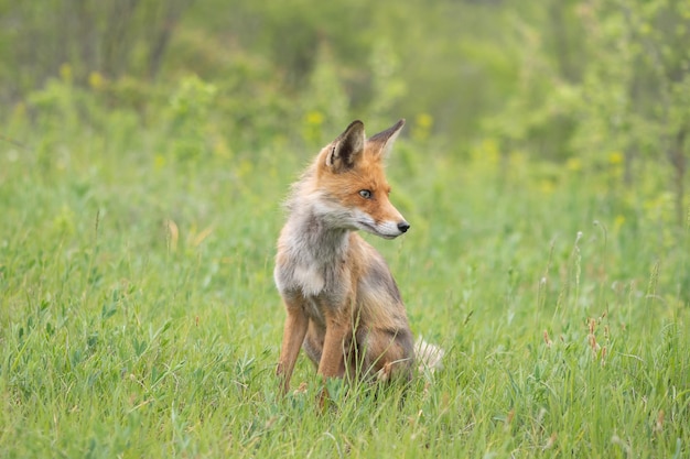 Le renard roux vulpes vulpes à l'état sauvage.