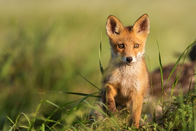Renardeau Jeune Renard Roux Dans L Herbe Pres De Son Trou Photo Premium