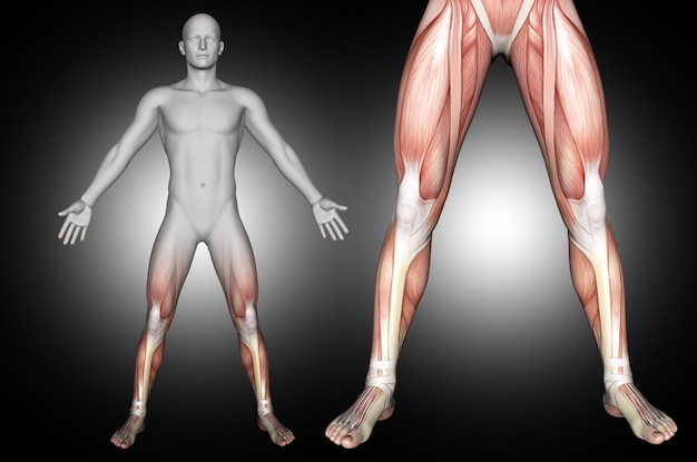 Photo gratuite rendu 3d d'une figure médicale masculine avec les muscles des jambes en surbrillance