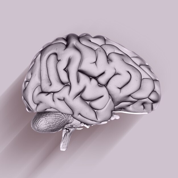 Rendu 3D d'une formation médicale avec cerveau
