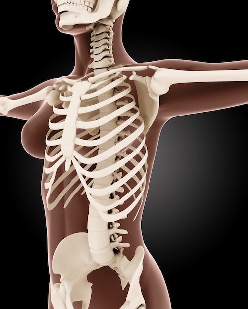 Photo gratuite rendu 3d d'un squelette médical féminin