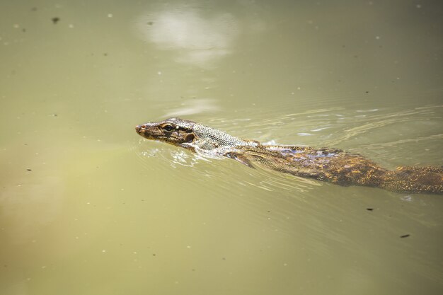 Reptile nageant dans l'eau