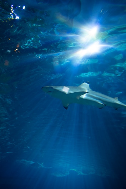 Photo gratuite requin dans l'aquarium