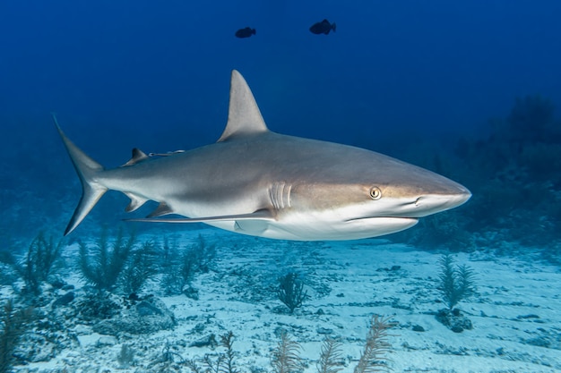 Requin dans la mer