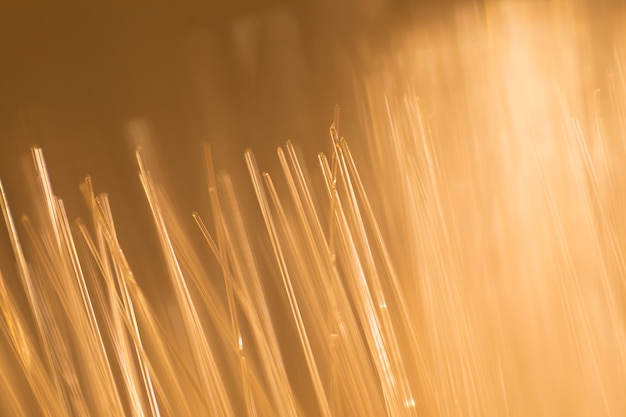 Photo gratuite résumé des fibres optiques de blé à la lumière