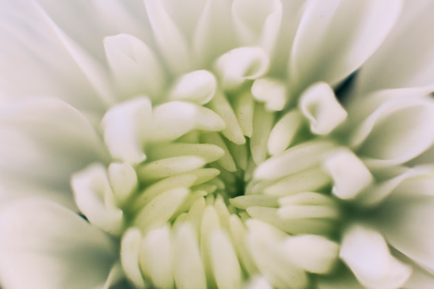 Résumé historique de la fleur blanche