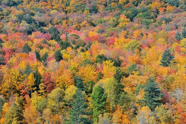 Résumé historique de la forêt d'automne de Stowe, Vermont