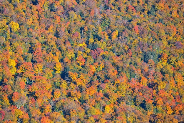 Résumé historique de la forêt d'automne de Stowe, Vermont
