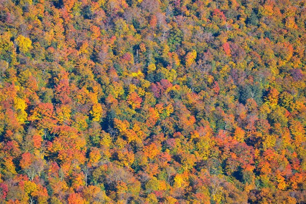 Résumé historique de la forêt d'automne de Stowe, Vermont