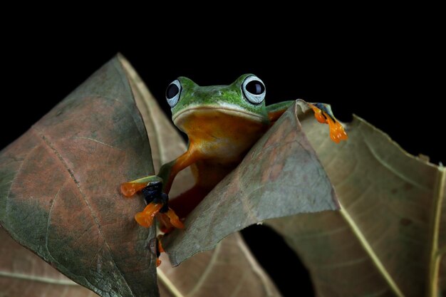 Rhacophorus reinwartii sur feuilles vertes Flying frog visage gros plan sur la branche Javan tree frog libre de droit