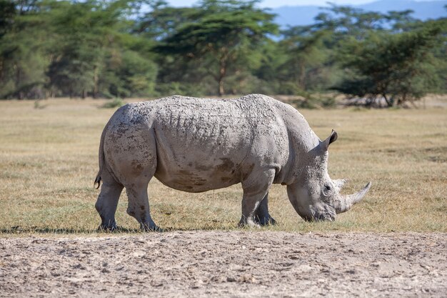 Rhino dans la savane