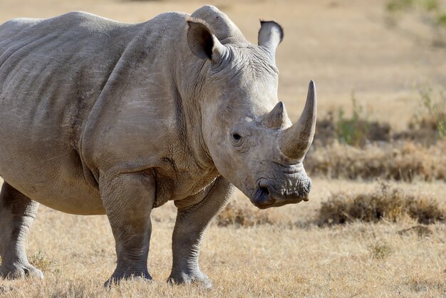Rhino sur savane dans le parc national de l'Afrique