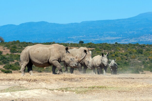 Rhinocéros blanc africain, parc national du Kenya