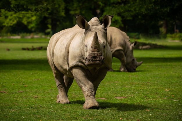 Rhinocéros blanc dans la belle nature à la recherche d'un habitat Animaux sauvages en captivité Espèces préhistoriques et menacées au zoo