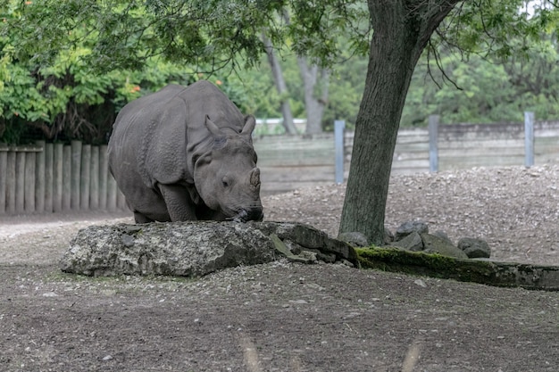 Rhinocéros blanc marchant dans un champ entouré de bois et de verdure sous la lumière du soleil