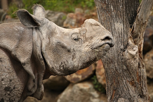 Rhinocéros indien dans le bel habitat naturel