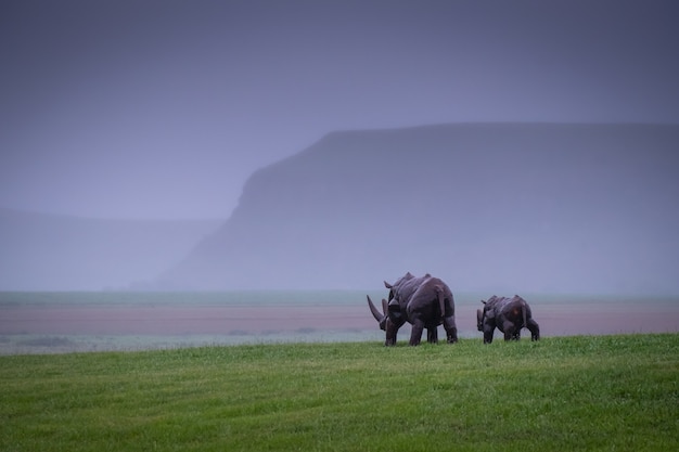 Photo gratuite rhinocéros marchant dans une vallée