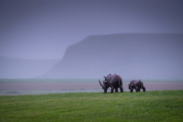 Rhinocéros marchant dans une vallée