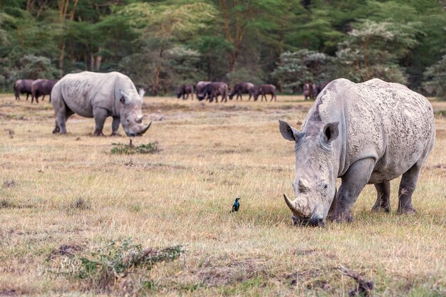 Rhinos dans la savane
