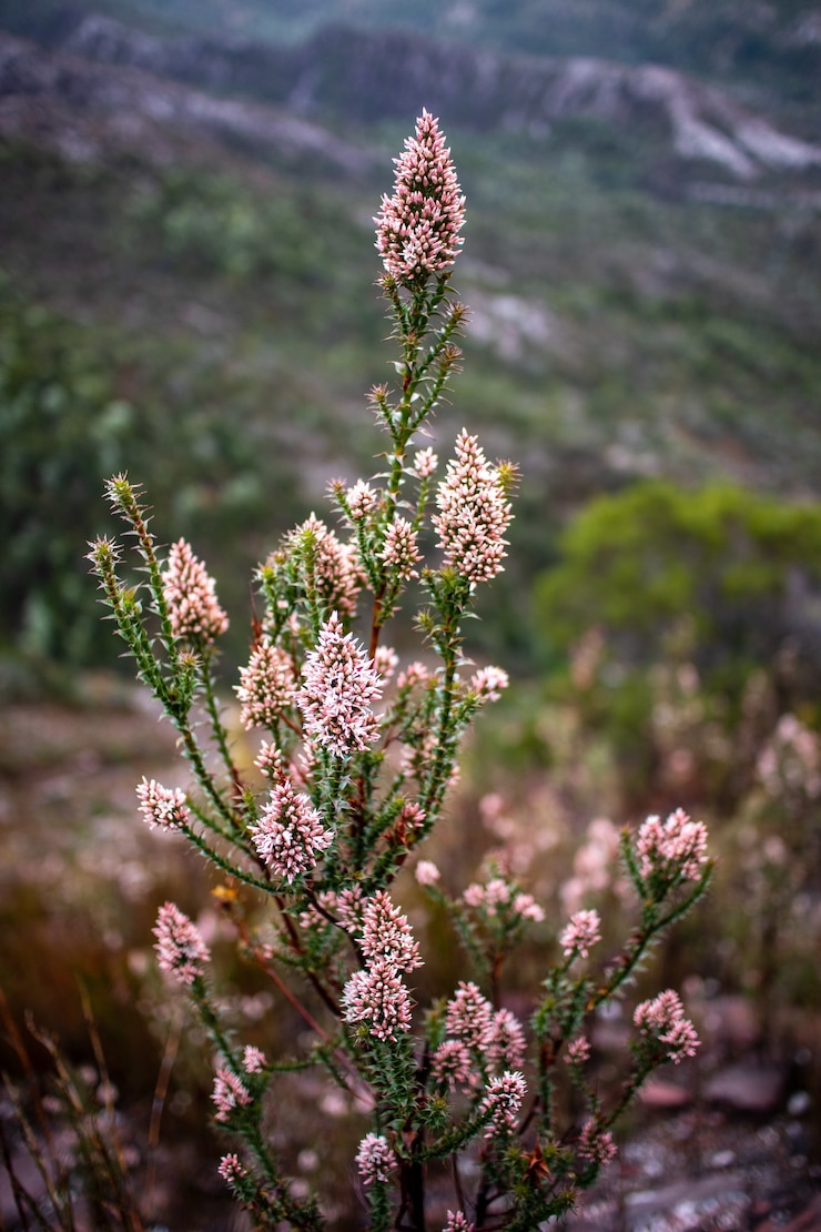 Photo gratuit richea scoparia
