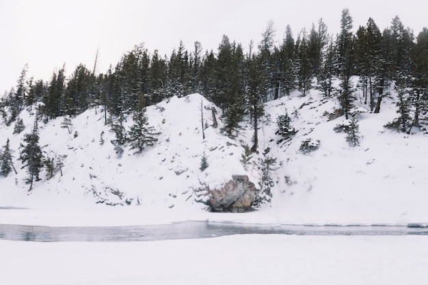 Photo gratuite rivière dans la forêt enneigée