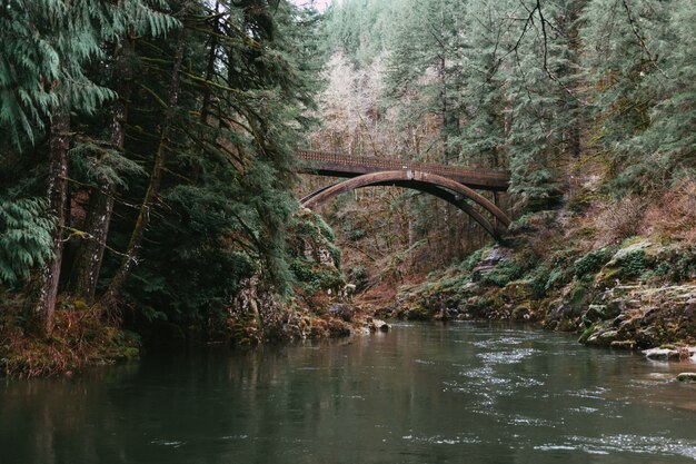 Rivière dans une forêt