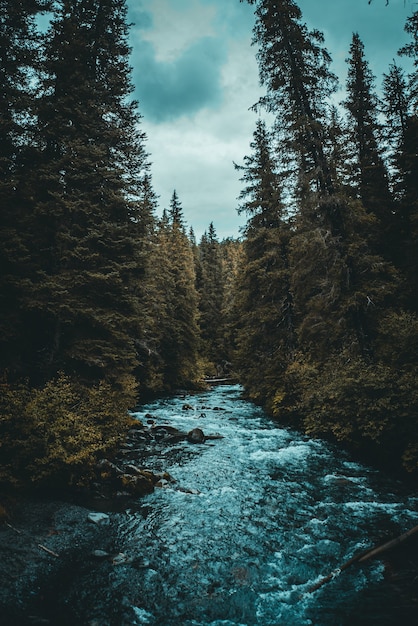 Photo gratuite rivière entre les arbres