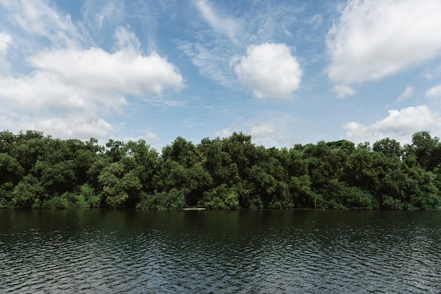 Rivière et forêt tropicale