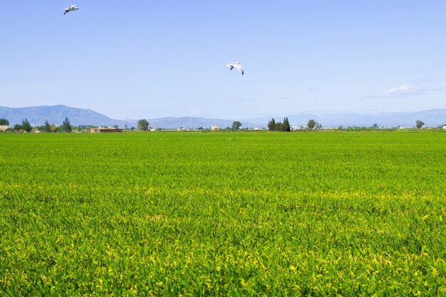 Rizières dans le Delta de l&#39;Ebre