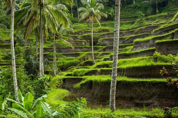 Rizières Ubud Bali