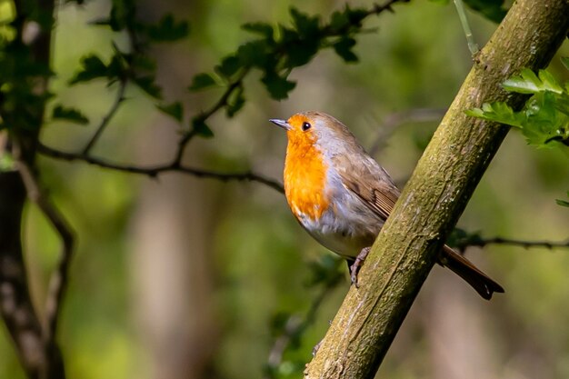 Robin perché sur une branche d'arbre