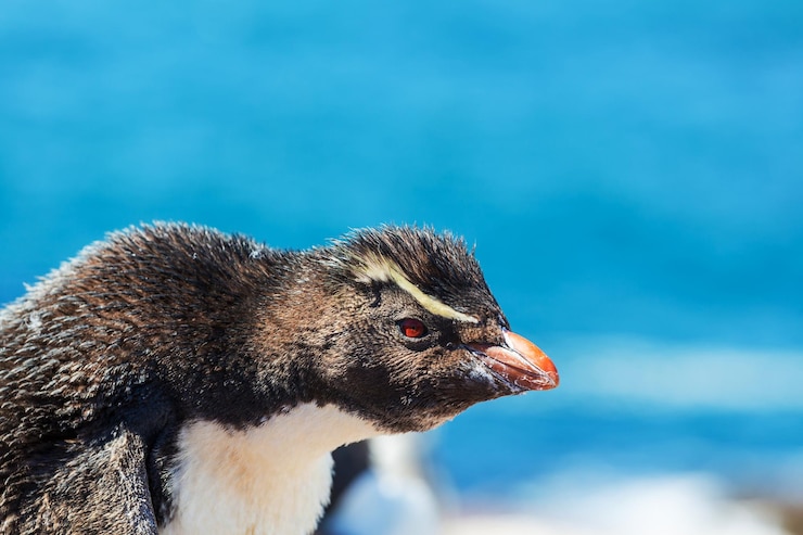 Photo gratuit rockhopper