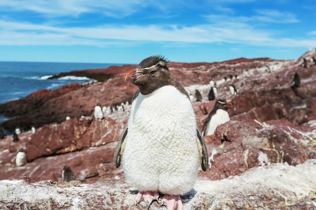 Photo gratuite rockhopper