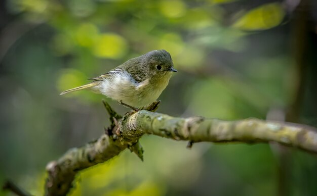 Roitelet à couronne rubis (Regulus calendula)