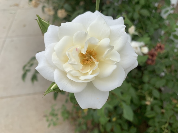 Photo gratuit rose blanche magnifiquement fleurie dans le jardin