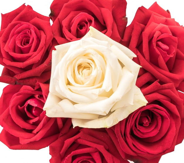 Photo gratuite rose blanche et rouge sur blanc