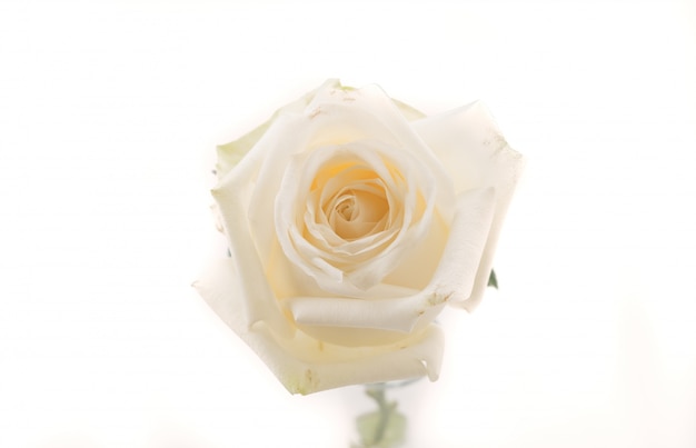 Photo gratuite rose blanche