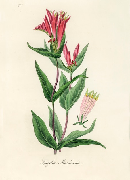 La rose des bois