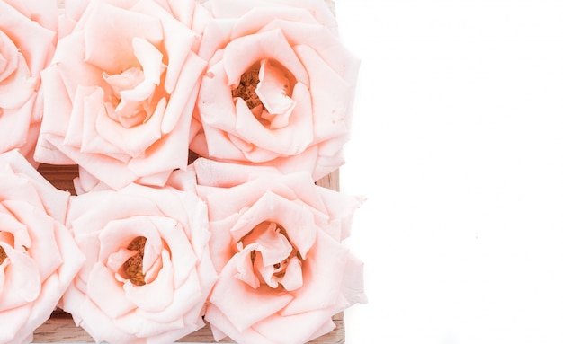 Photo gratuite rose de corail