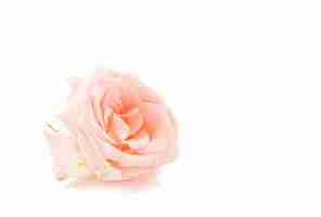 Photo gratuite rose de corail