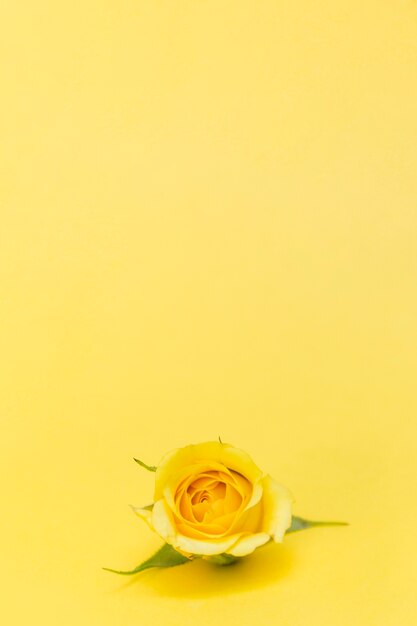 Une rose jaune