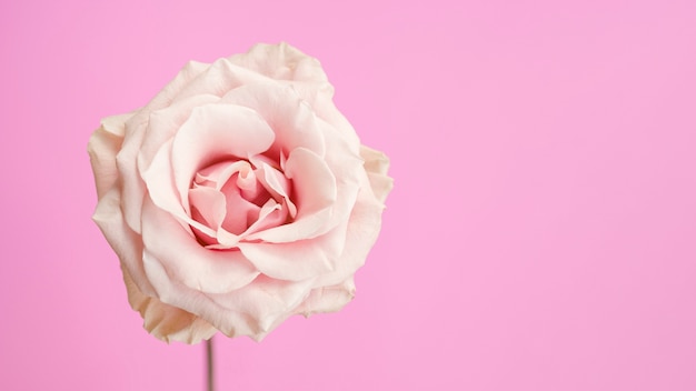 Rose rose naturelle avec espace copie