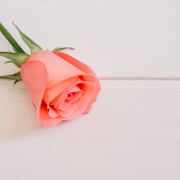Rose rose reposant sur le coin supérieur gauche dans une table en bois blanc