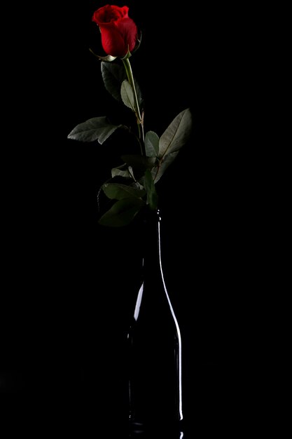 Images Petal Champagne Vecteurs Photos Et Psd Gratuits