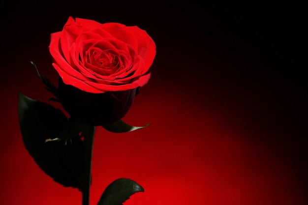 Photo gratuite rose rouge dans l'obscurité