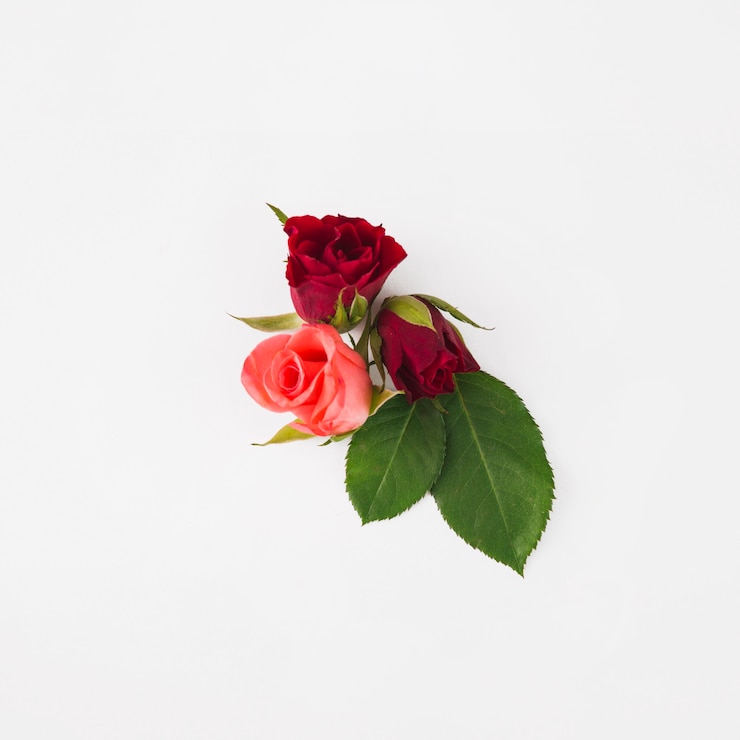 Photo gratuit rose têtes et feuilles composition