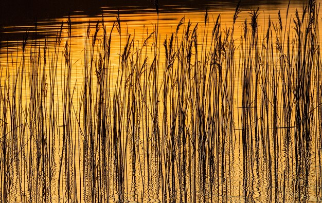 Roseaux et herbe se reflétant dans l'eau au coucher du soleil