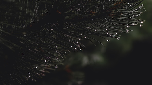 Rosée sur une branche de pin épineux