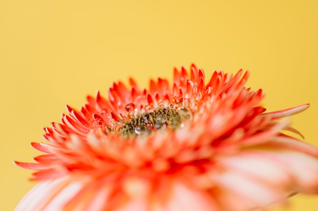 Rosée sur jolie fleur