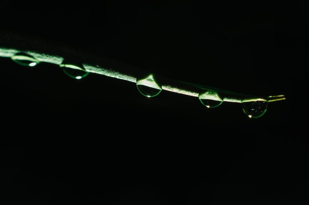 Rosée sur la lame d&#39;herbe